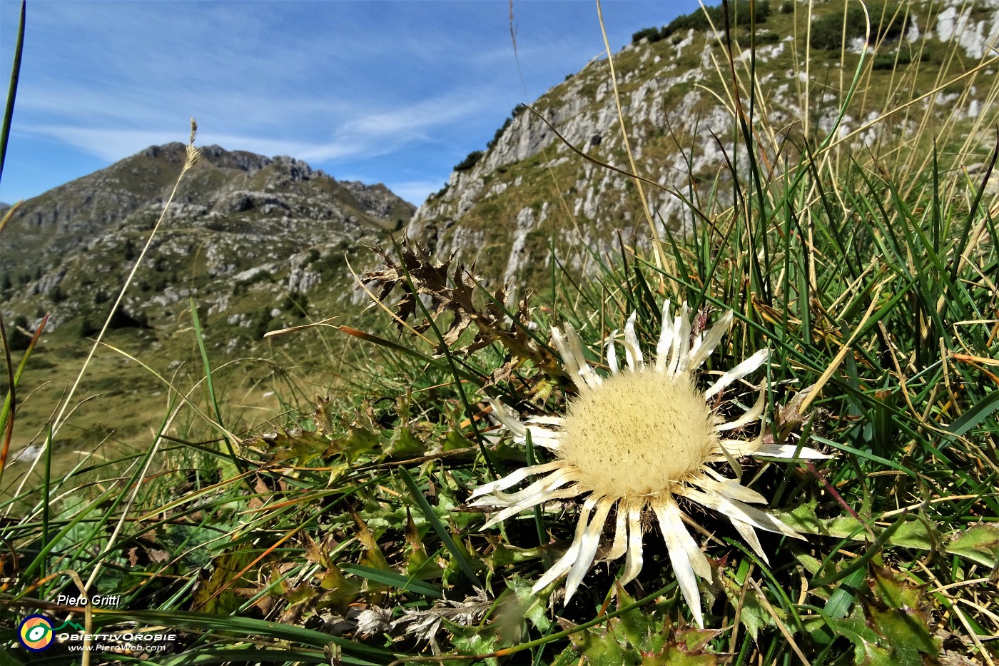 52 Carlina bianca (Carlina acaulis).JPG